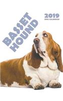 Basset Hound 2019 Calendar