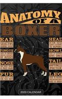 Anatomy Of A Boxer