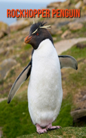 Rockhopper Penguin: Amazing Facts about Rockhopper Penguin