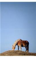 Solitary Horse Grazing in the Grasslands Journal: 150 Page Lined Notebook/Diary