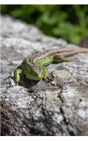 Green and Brown Lizard Basking on a Log Journal: 150 Page Lined Notebook/Diary