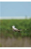 Scissor-tailed Flycatcher Journal