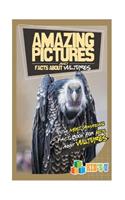 Amazing Pictures and Facts about Vultures: The Most Amazing Fact Book for Kids about Vultures(English)