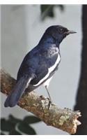 Oriental Magpie Robin Bird Journal: 150 page lined notebook/diary(English)