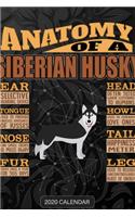 Anatomy Of A Siberian Husky