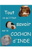 Tout Ce Qu'il Faut Savoir Sur Le Cochon d'Inde