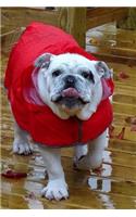 English Bulldog in a Red Raincoat Journal: 150 Page Lined Notebook/Diary