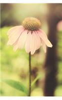 Coneflower Dreams