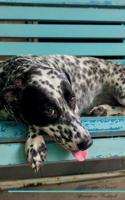 Dalmatian Affirmations Workbook Dalmatian Presents: Positive and Loving Affirmations Workbook. Includes: Mentoring Questions, Guidance, Supporting You.