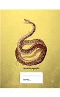 Snake Boa Constrictor Composition Book College Ruled: Notebook 200 pages 100 sheets