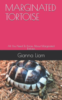 Marginated Tortoise