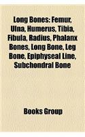Long Bones: Femur, Ulna, Humerus, Tibia, Fibula, Radius, Phalanx Bones, Long Bone, Leg Bone, Epiphyseal Line, Subchondral Bone(English)