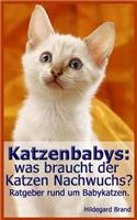 Katzenbabys