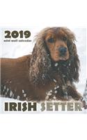 Irish Setter 2019 Mini Wall Calendar