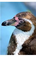 Portrait of a Humboldt Penguin Journal