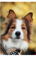 Border Collie June Notebook & Journal. Productivity Work Planner & Idea Notepad