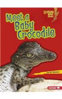 Meet a Baby Crocodile