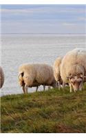 Grazing Sheep by the Water in The Netherlands Journal