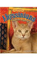 Abyssinians