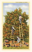 Vintage Journal Picking Oranges in California: (Pocket Sized - Found Image Press Journals)