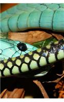 Mamba Snake Notebook