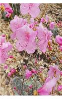2019 Daily Planner Early Spring Pink Flowers 384 Pages: (2019 Planners Calendars Organizers Datebooks Appointment Books Agendas)