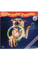 Underwater Puppies 2021 Square