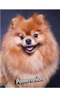 Pomeranian: 2020 Weekly Calendar 12 Months 107 pages 8.5 x 11 in. Planner Diary Organizer Agenda Appointment Half Spread Wide Ruled Pages