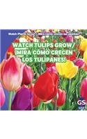 Watch Tulips Grow / ¡Mira Cómo Crecen Los Tulipanes!