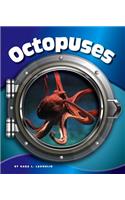Octopuses