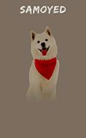 Samoyed