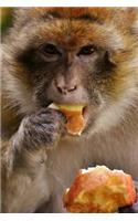 Barbary Macaque Agrees That Apples Taste Good Journal