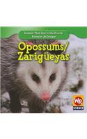 Opossums/Zarigueyas