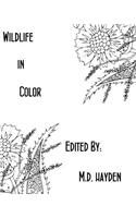 Wildlife in Color