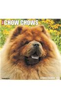 Just Chow Chows 2020 Wall Calendar (Dog Breed Calendar)