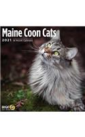 Cal 2021- Maine Coon Cats Wall
