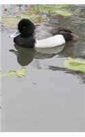 Lesser Scaup Duck Journal (Aythya Affinis)