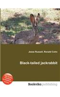 Black-Tailed Jackrabbit