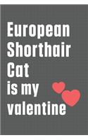 European Shorthair Cat is my valentine