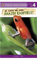 Life in the Amazon Rainforest