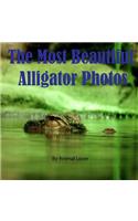 The Most Beautiful Alligator Photos