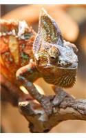 A Cool Chameleon (Chamaeleon)Lizard Journal