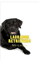 Labrador Retrievers