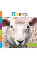 Sheep: (Seedlings)