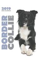 Border Collie 2019 Dog Calendar