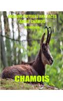 Chamois