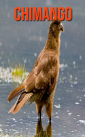 Chimango: Fun Facts & Cool Pictures