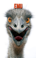 Emu: Amazing Facts about Emu