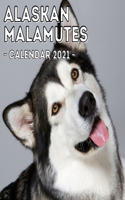 Alaskan Malamutes