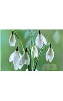 Card Box of 20 Notecards and Envelopes: Snowdrop